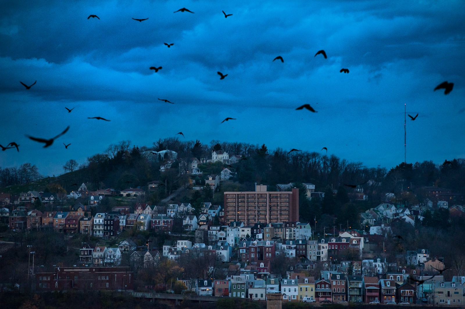 Crows take flight against a hillside of crowded homes.