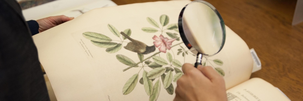 A hand holds a magnifying glass up to a book containing a botanical illustration