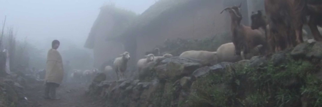 A man on a foggy road standing near a group of sheep.