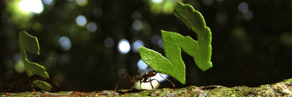A small ant holding a large leaf in its mouth.
