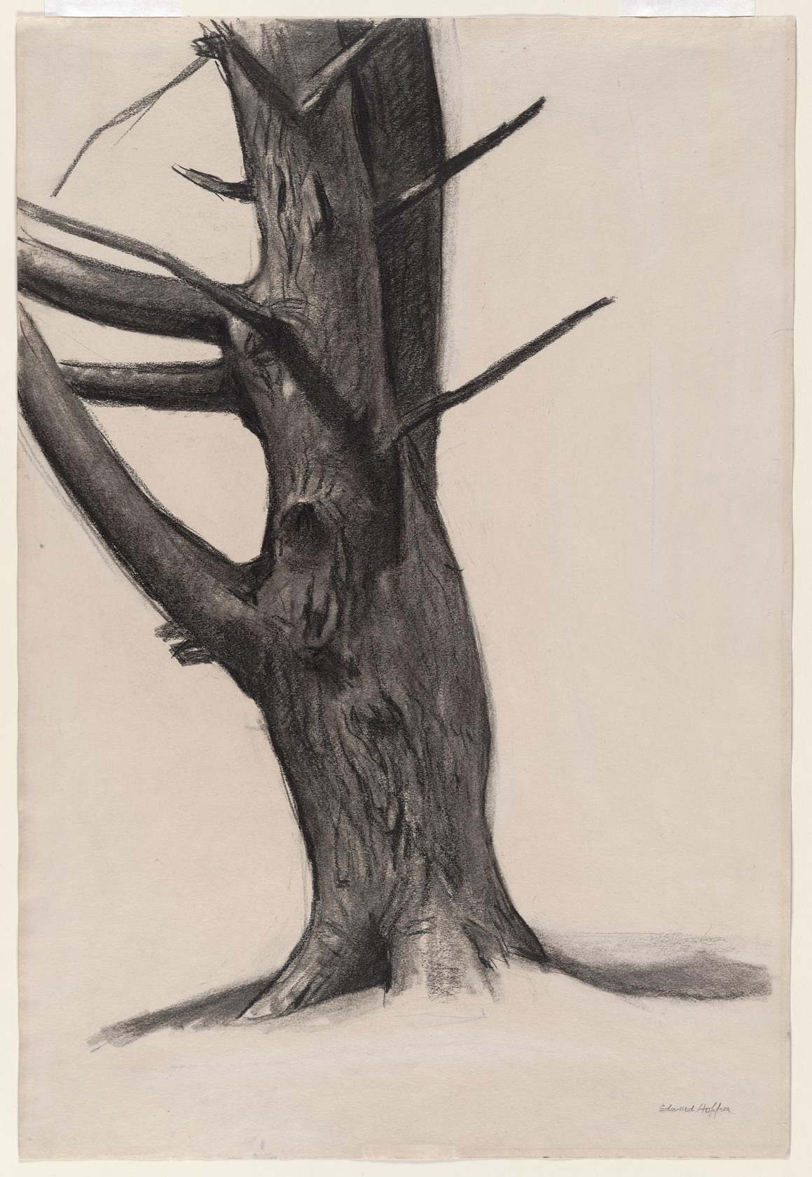 A drawing depicts a tree with no leaves against a plain background. 