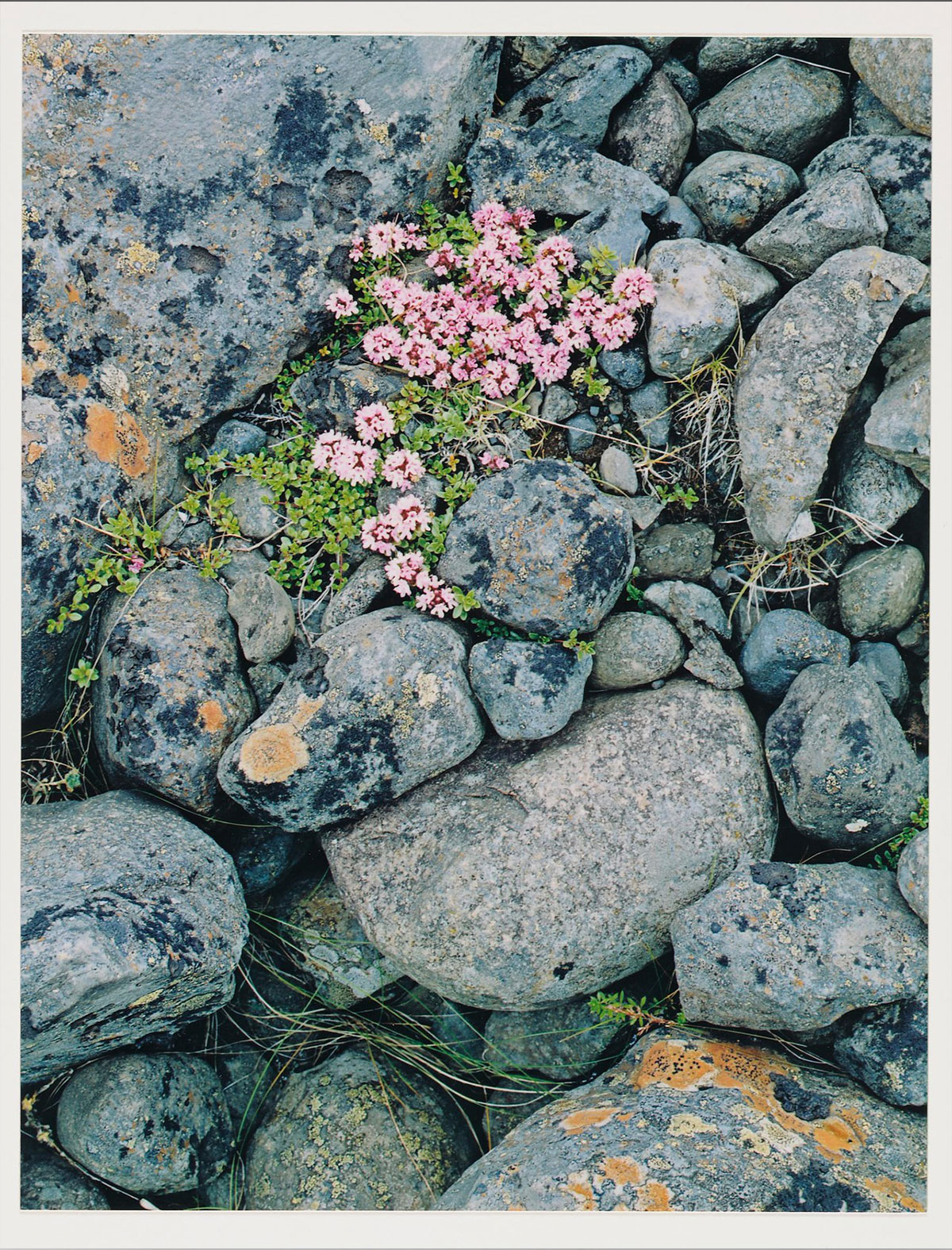 Delicate, pale pink flowers with bright green leaves grow through a bed of bluish-gray stones