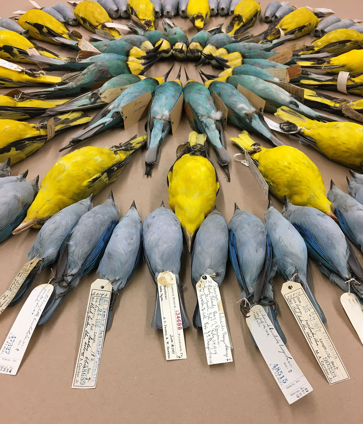 An arrangement of bird specimens of different pastel blues and golds laid on their backs in a series of concentric circles