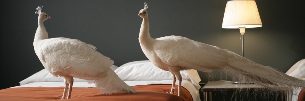 Two white peacocks stand on a hotel bed, a lit table lamp is visible behind them