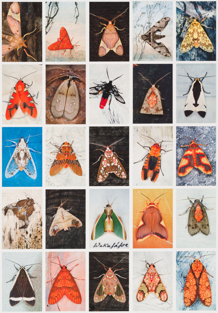 Twenty-five photographs of moths are composed in a five –by-five grid.
