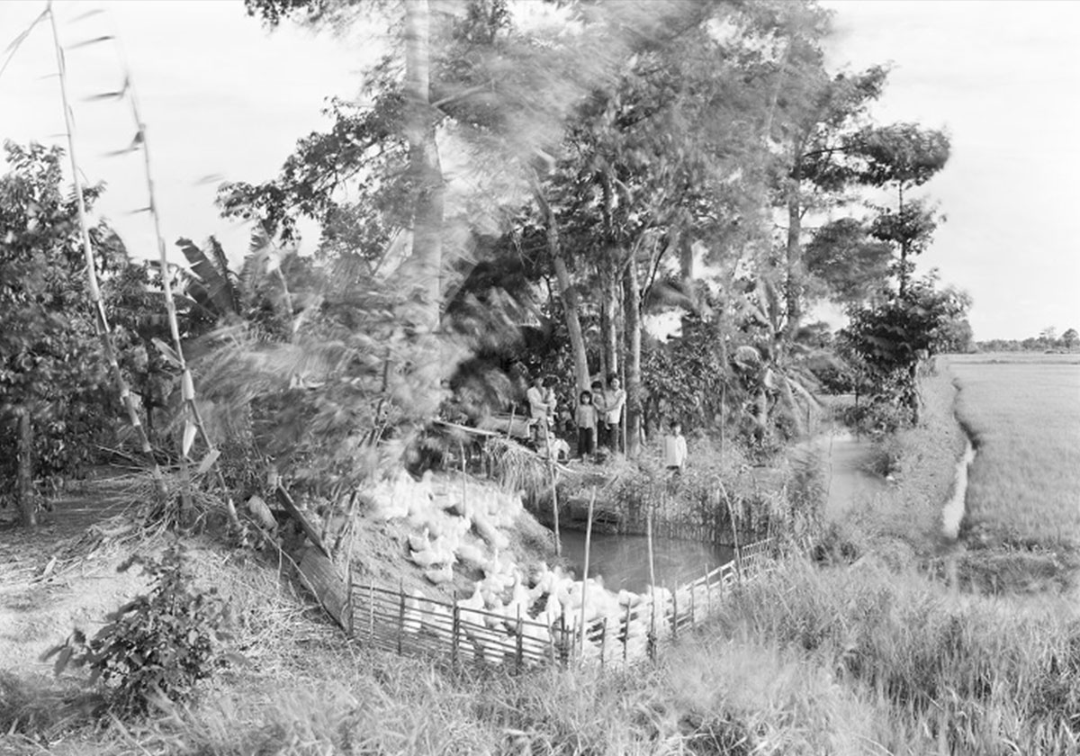 A black and white photo of a busy landscape with trees and tall grass; at the center of the photo sits a fenced-in pond with ducks; a family stands behind the pond