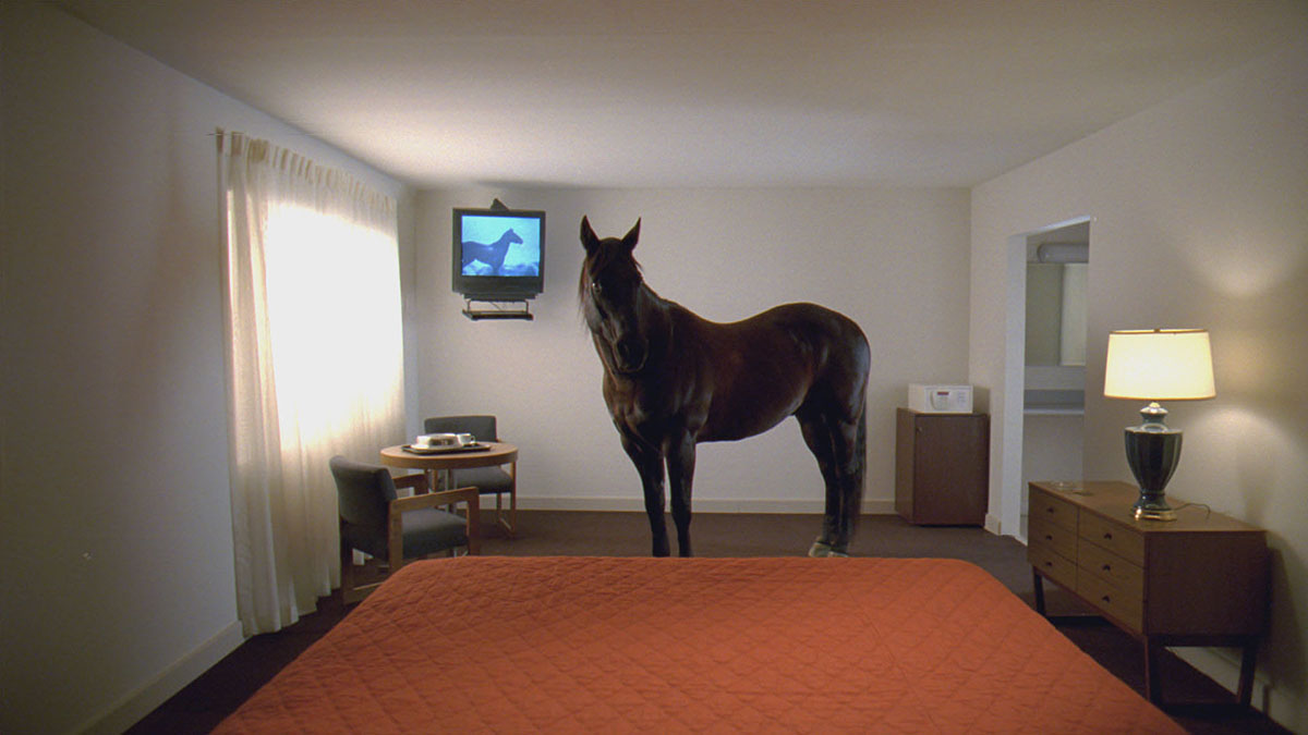 A horse stands in the middle of a motel room with the foot of the motel bed in the foreground, a TV mounted on the wall is playing footage of a horse running through a field 