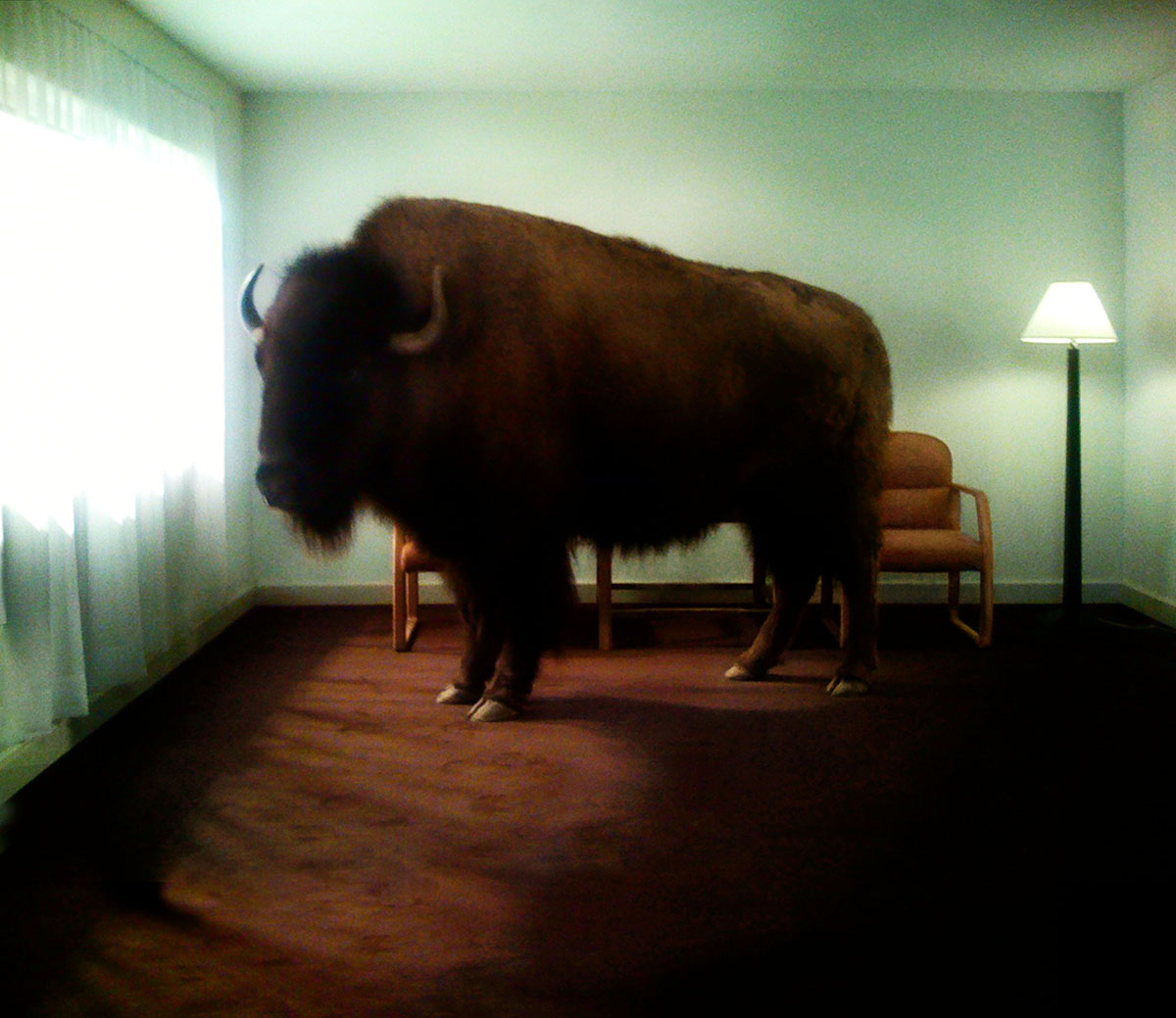 A large bufflo stands in a motel room in front of two chairs, curtains are drawn over the large window next to the animal and a lit floor lamp is visible behind them