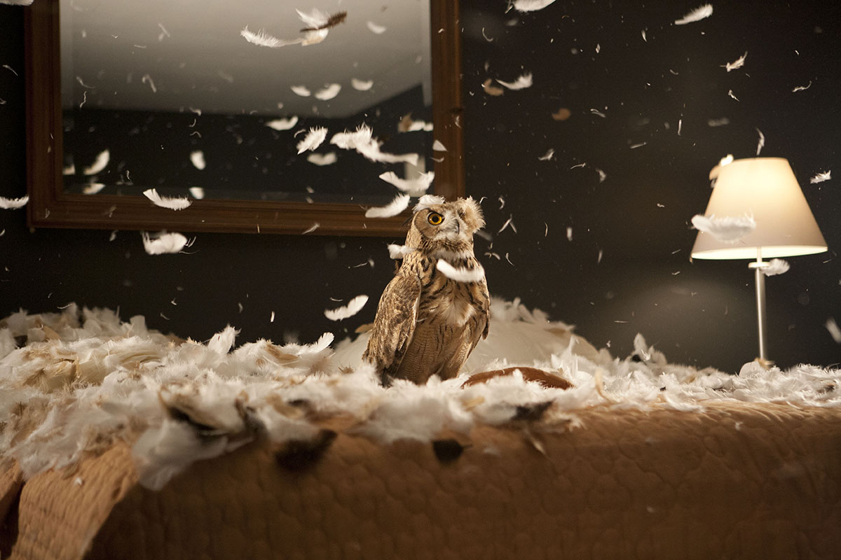 A brown owl sits on a bed in a motel room, which is covered in feathers that float in the air around it
