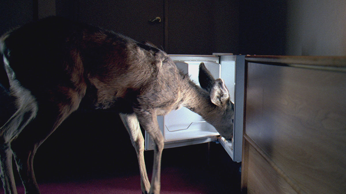 A deer rummages through a motel mini fridge