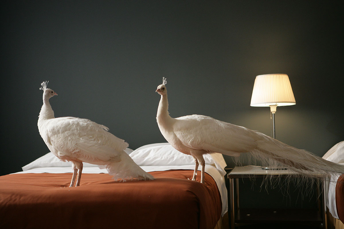 Two white peacocks stand on a hotel bed, a lit table lamp is visible behind them