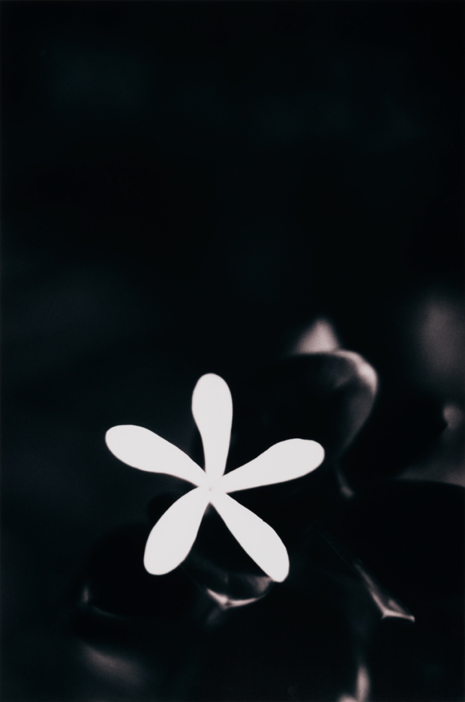 The white shape of a five-petaled flower set against a dark background.