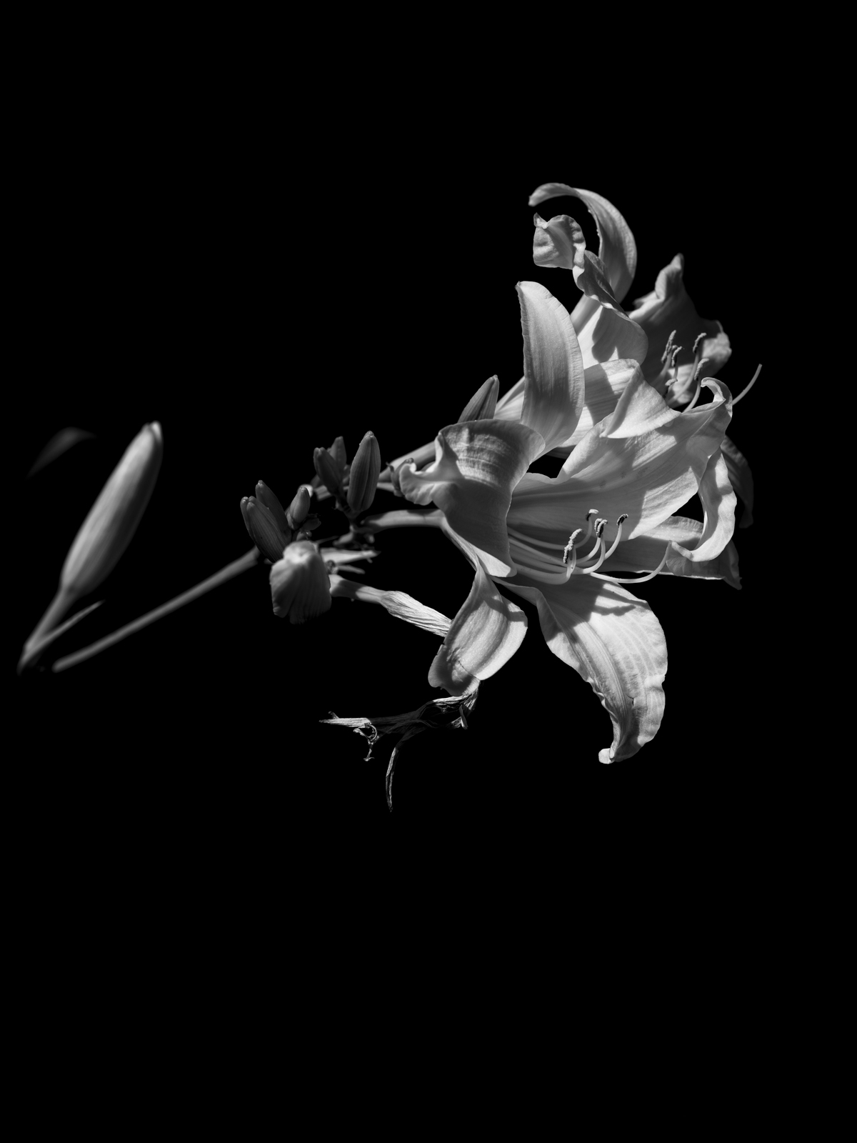 A black and white photo of a flower.