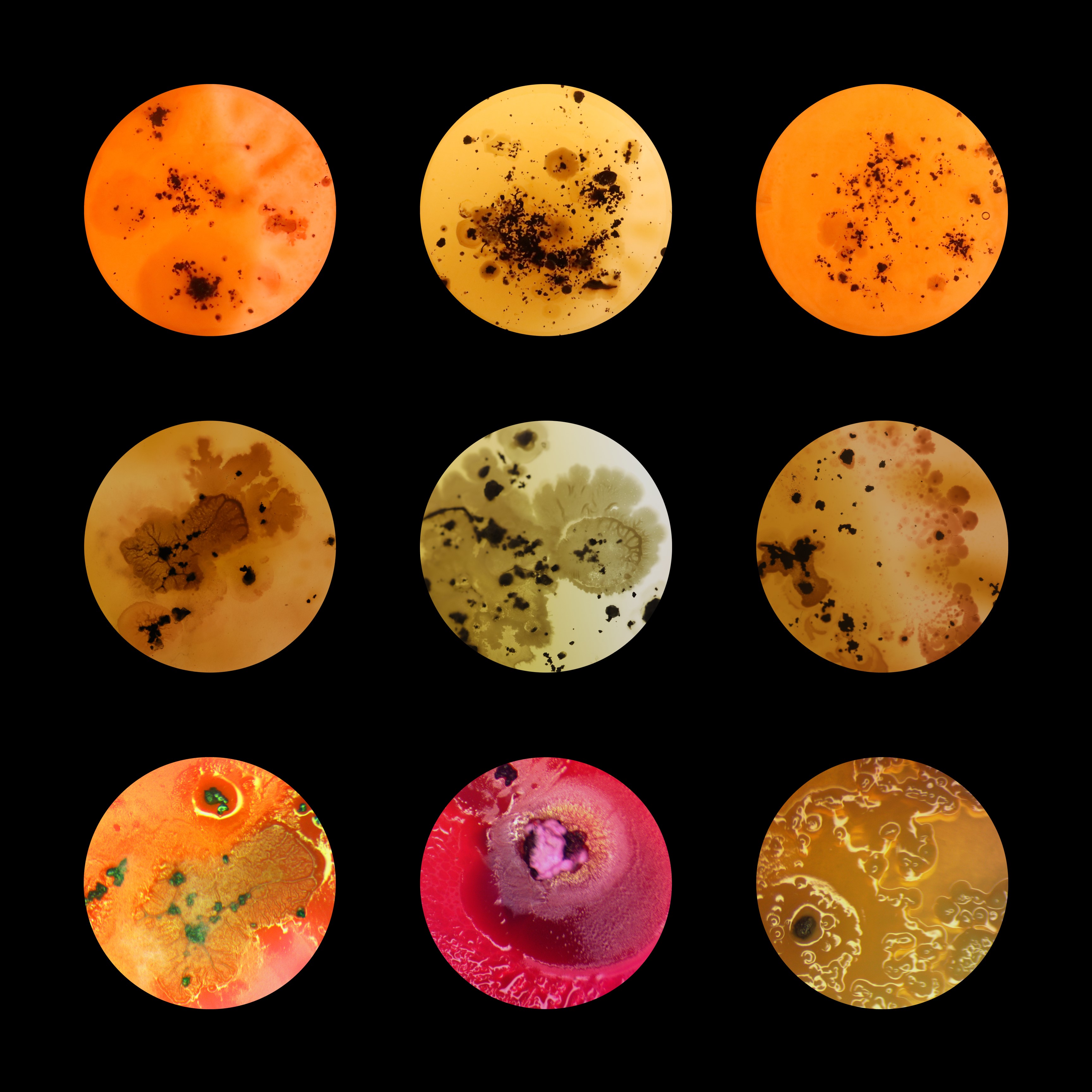 Micro and macro magnifications from Centralia soil scattered on agar