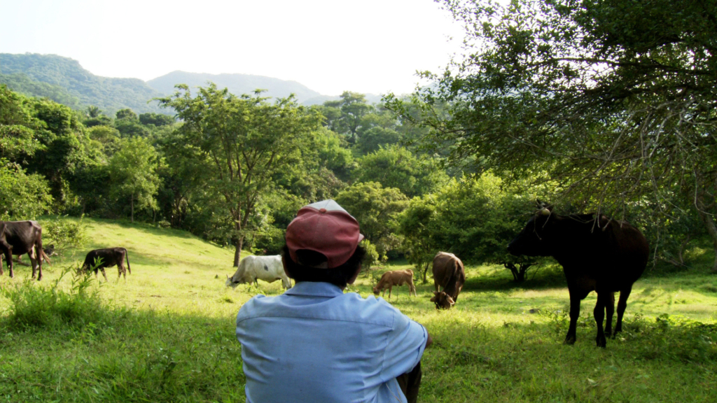 An artist stands around a herd of cattle grazing in a field