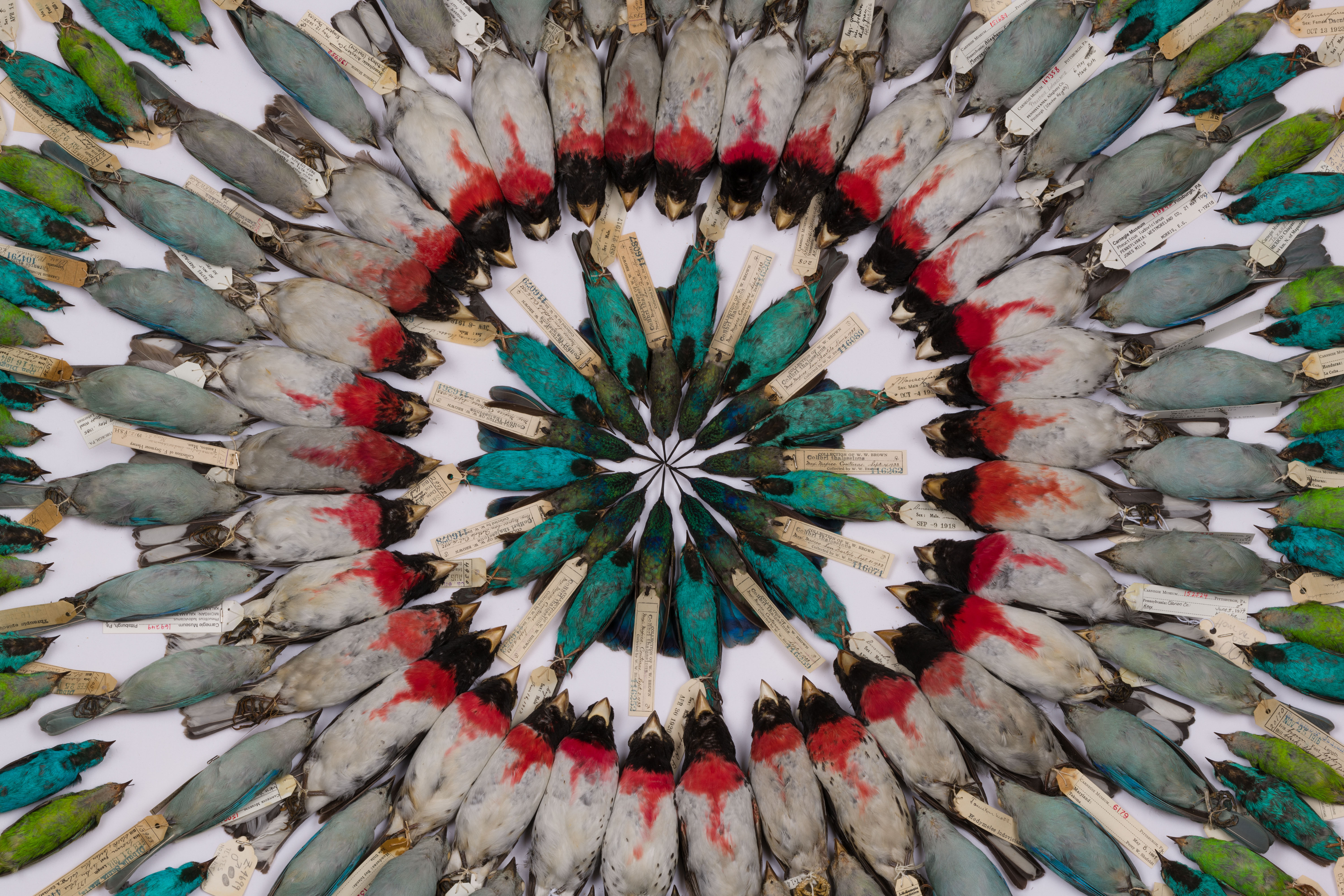 A mandala made of birds