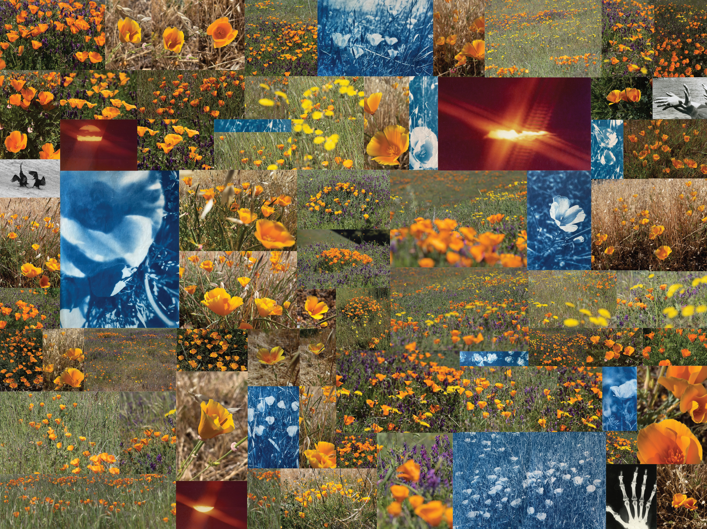 collage of various fields of California Poppies