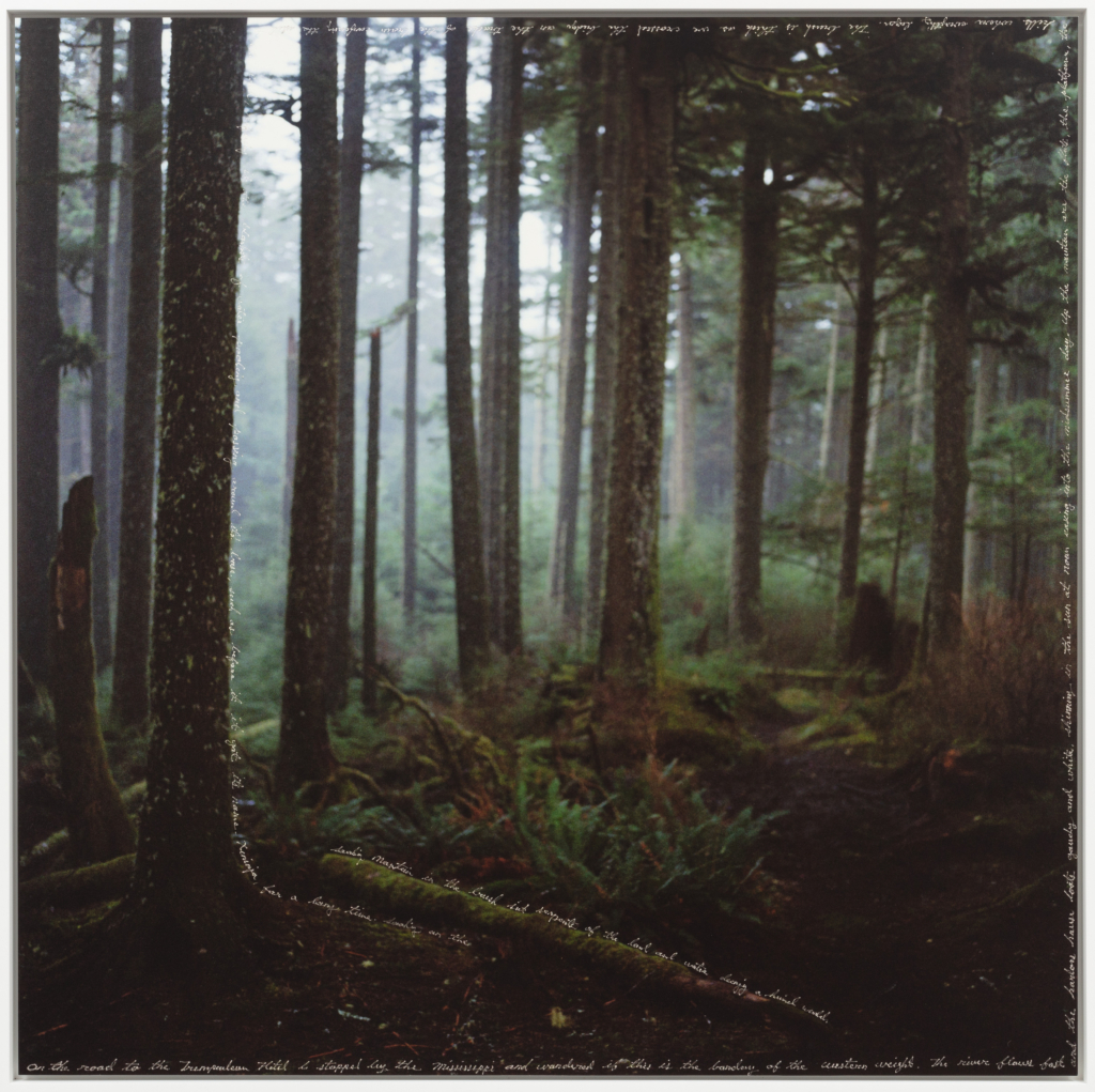 Photograph of a forest of pine trees