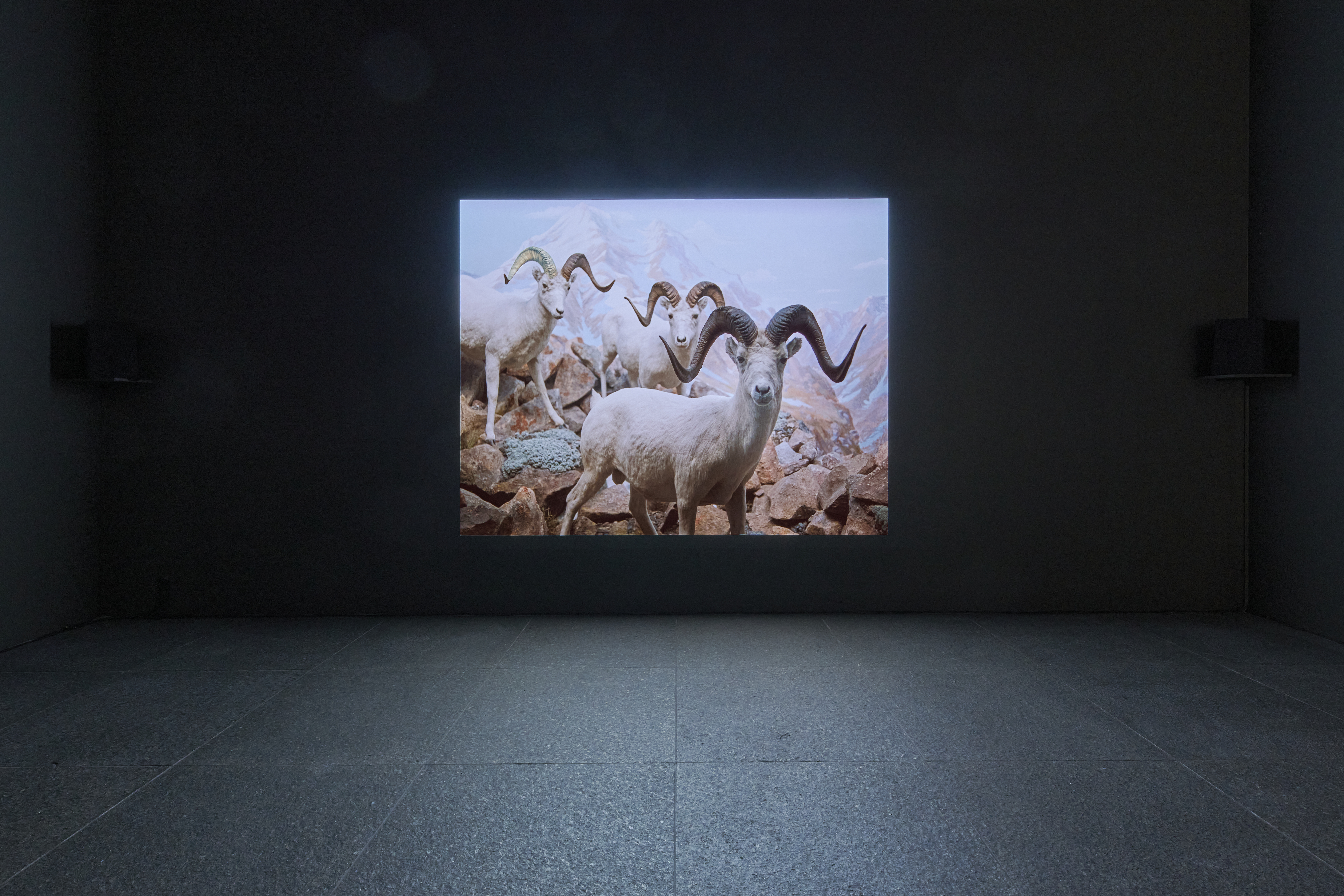 installation view of Amie Siegel featuring goats in the background