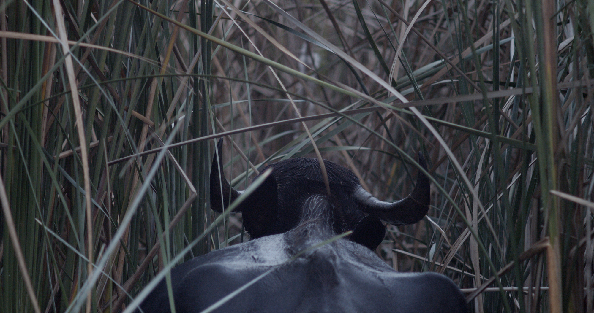 person with horns back pov