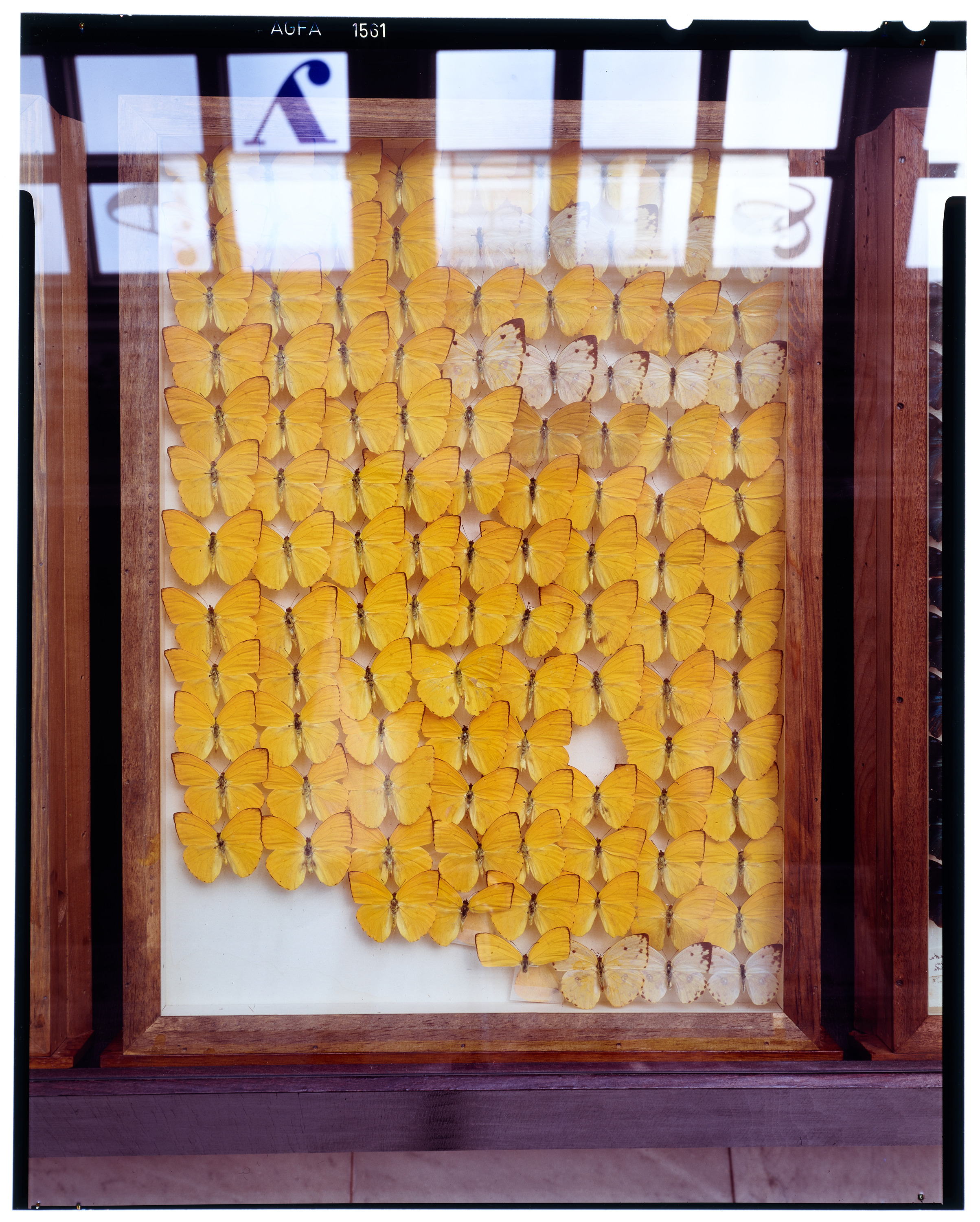many butterflies preserved in a glass case